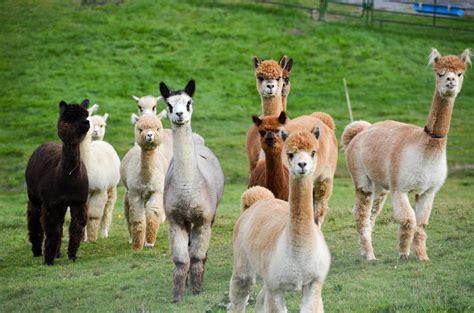 Are Alpacas Considered Farm Animals